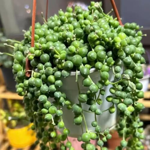 semillas de plantas de guisantes - jardín interior planta de balcón balcón invernadero semillas de hierbas planta colgante real plantas de interior suculentas plantas reales plantas de 180pcs