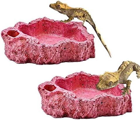 MRTIOO 爬行动物两栖动物食物和水喂食盘,喂食碗,适用于蜥蜴板球寄居蟹和其他小型宠物玻璃容器配件用品 - 玻璃容器碗 2 件 R