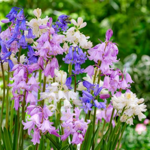 Glockenblumen Blumenzwiebeln - 50 Zwiebeln - Spanisches Hasenglöckchen Hyacinthoides Hispanica - 5 Sorten - Echte Pflanzen aus Holland - Für Garten, Töpfe und Balkon (kein Samen, nicht künstlich)