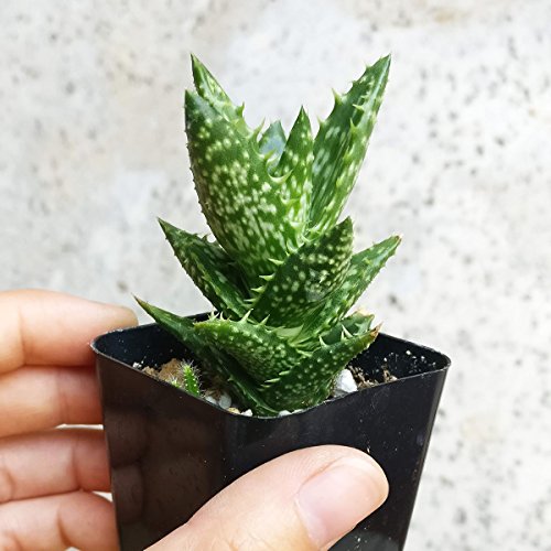 Aloe Juvenna Tiger Tooth Aloe Succulent (2 Inch) #TOP3