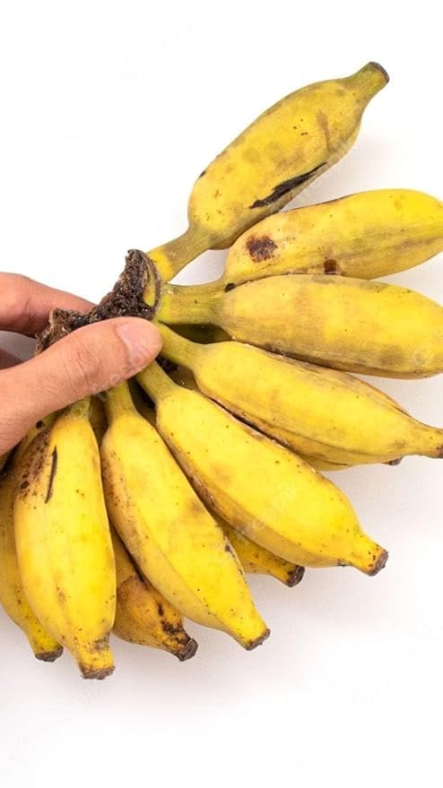 Image of Indian Kathali Banana Plant | Big Size Live Fruit Plant | Sweet & Aromatic Banana Variety | Healthy Plant for Home Garden & Terrace Gardening | Pack of 1