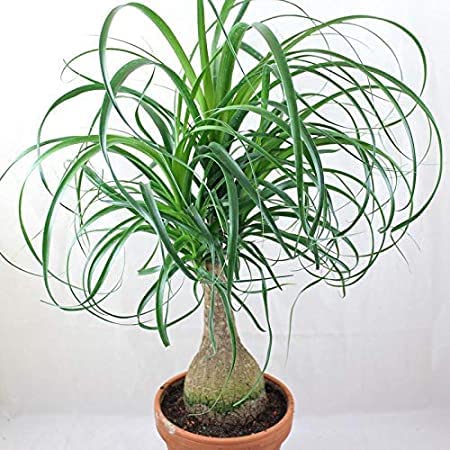 Plantazee Joogtook Nolina Palm - Elephant Foot, Ponytail Palm Live Plant (B0B31MMJ46) Amazon Price History, Amazon Price Tracker