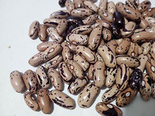 SEMI FAGIOLO ANELLINO DI TRENTO