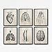 Produktbild LLXHG Human Anatomy Science Vintage Poster Kunstdrucke, Medizinische Anatomie Leinwand Malerei Arzt Klinik Wandbilder Dekor Hd-30X40Cmx6Pcs Ungerahmt