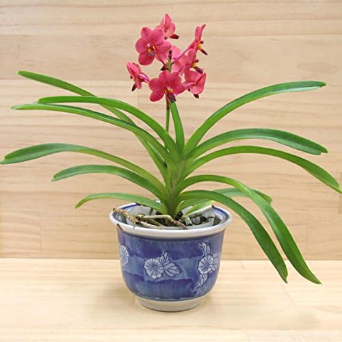 Amazon 株のみ販売 Jjpro Home 蘭 アスコセンダ バンダピンク 花