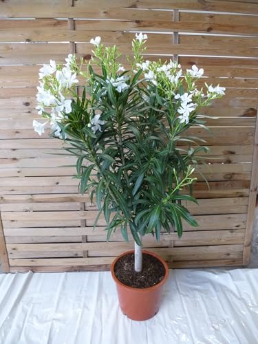 [Palmenlager] - XXL Oleander 150 cm -Hochstamm - WEIß - Pot 34 cm Ø - Nerium oleander - mediterrane Pflanze