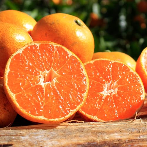 O݂ 33farm̌_Eʍ͔|݂̑ 5kg ÂĔZĔ݂