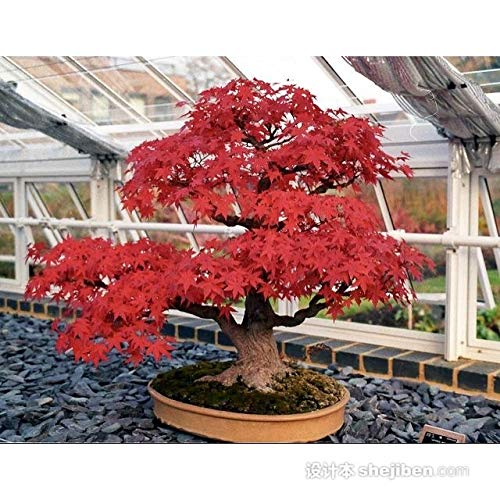 盆栽 楓 樹高30cm Amazon.com: hua xian zi 30+ 盆景樹種子,日本紅