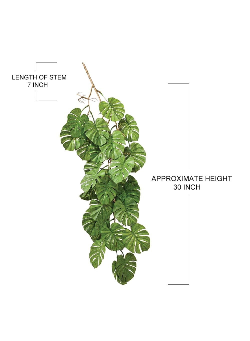 brandi philodendron care Philodendron brandi | Lexington, KY