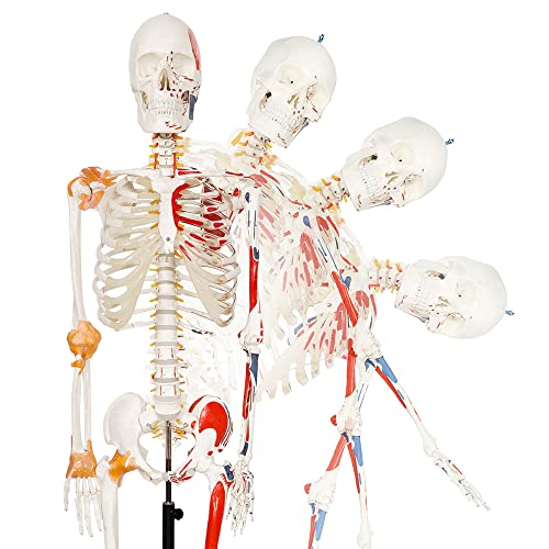 NEW HORIZON Human Medical Anatomical Life Size Skeleton Model,with Spinal Nerves,Muscle Insertion,Origin Points,Joint Ligaments, bent Spine,Includes Rolling Stand