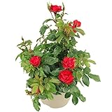Rosal Meilland Zepeti Planta Ornamental para Exteriores Rosal Rosas Rojas