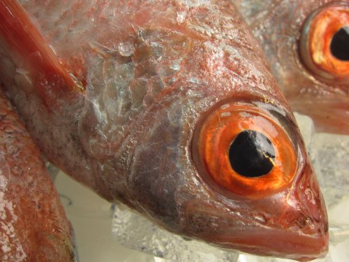 幻の超高級「のどぐろ」大2、3匹で1s