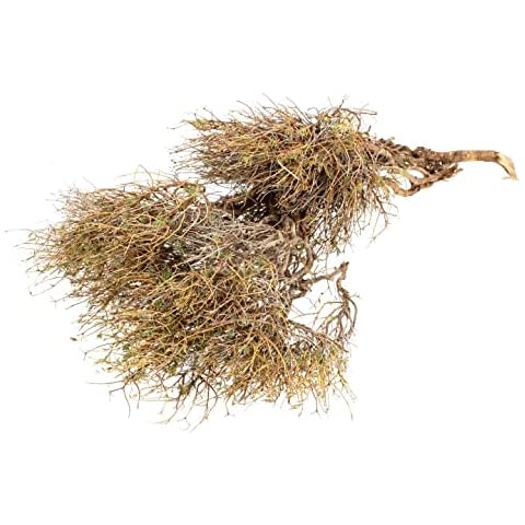 NaDeco Euphorbia spinosa, getrocknet, im Bund, Gewicht ca. 150-200g Bindegrün Naturmaterial zum Kranz-Binden Naturdeko Dekozweige Trockenblumen Cover