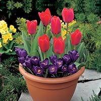 YouGarden Plant o Mat Tulip and Crocus Planting Kit, Easy Way to Plant Bulbs for Garden Pots and Border Displays, 19 Pre-Positioned Bulbs in 24cm Planting Pack