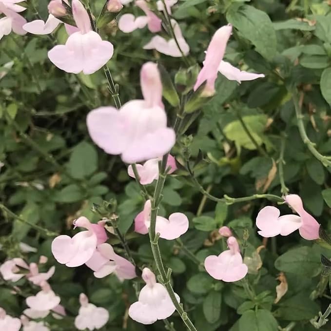 Salvia microphylla 'Delice Ondine'- Salvia That is Ready to Plant Out- Comes Back Every Year (Hardy) - Flowers from Summer to Autumn- Loved by Bees (Middleton Nurseries) (P9(9cm Pot))
