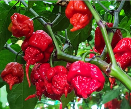 50PCS Carolina Reaper Chili Pepper Seeds Ghost Pepper Hot Pepper Seeds