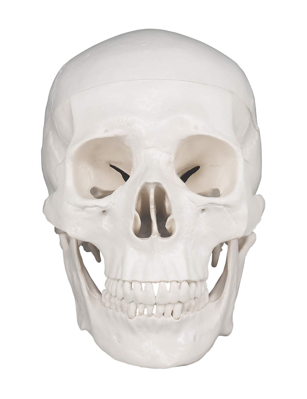 Image secondaire de Modèle de crâne humain, taille réelle, modèle anatomique en 3 parties avec capuchon amovible et mandibule articulée pour étudian