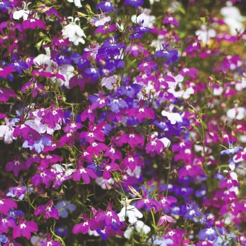 Lobelia Ultra Cascade Improved Mixed Colour Trailing Flowers Garden Ready Plants 12 x Garden Ready Plants Thompson & Morgan