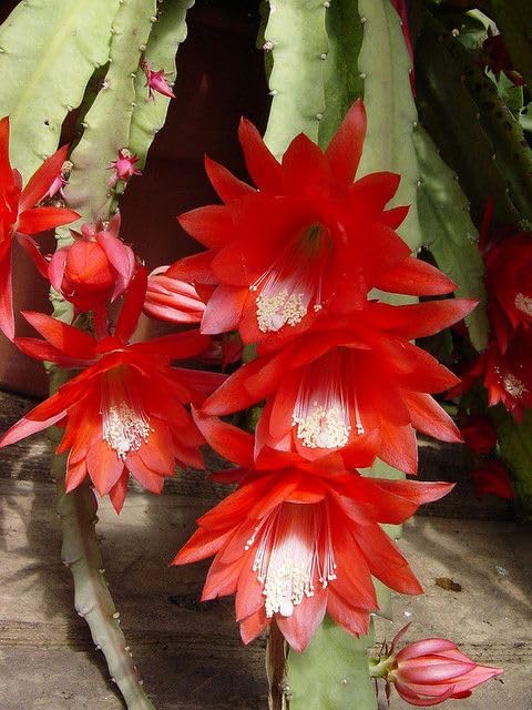 See full amazon price history chart for BeGrin Red Brahma Kamal Live Plant Saussurea Obvallata Night Queen Lady of The Night King of Himalayan Flowers Sacred Saussurea Night blooming Cereus Healthy Live Plant Without Pot BeGrin Red Brahma Kamal Live Plant Saussurea Obvallata Night Queen Lady of The Night King of Himalayan Flowers Sacred Saussurea Night blooming Cereus Healthy Live Plant Without Pot (B0D2JBMZLK) Amazon Price History, Amazon Price Tracker