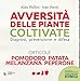 Avversità Delle Piante Coltivate. Diagnosi, Prevenzione E Difesa. Orticole. Pomodoro, Patata, Melanzana, Peperone. Con App - 3
