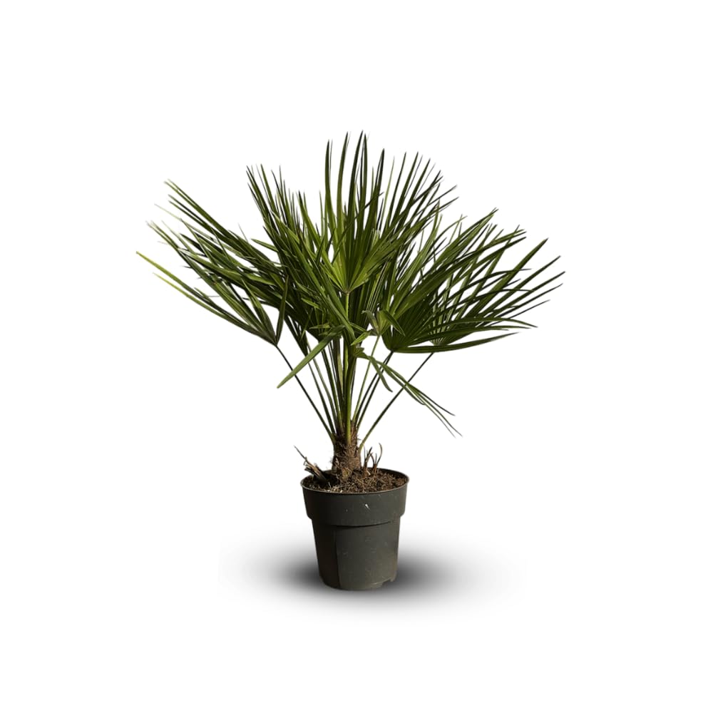 Attitude Jardin - Chamaerops humilis - palma nano - 50-60 cm - ⌀ 17 cm - pianta da esterno
