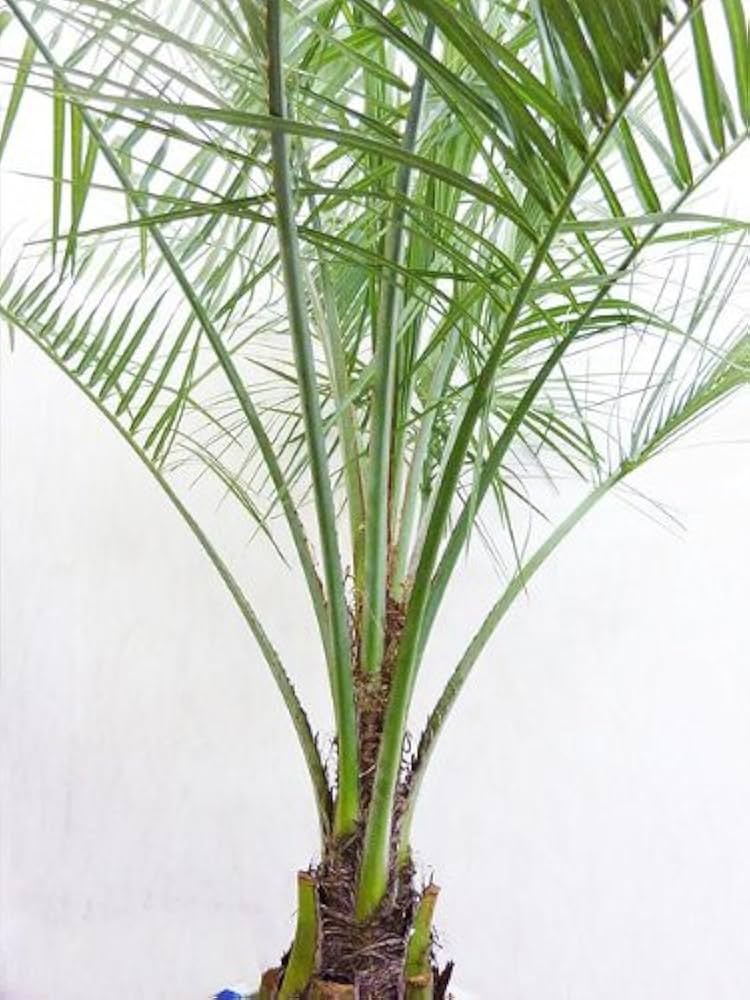 Amazon.co.jp: ココスヤシ 10号サイズ : DIY・工具・ガーデン