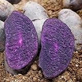 20 piezas Comprar semillas de patatas de siembra semillas de hortalizas de invierno, patatas de siembra decoracion de balcones de jardín de hierbas camas elevadas para jardín,