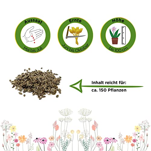 Dill Gewöhnlicher Samen - Anethum graveolens - Dillsamen - Kräutersamen - Saatgut für 150 Pflanzen - Image 3