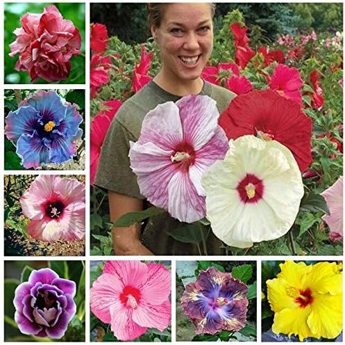 50 Seeds- Mixed Hibiscus Seeds Giant Flowers Perennial Flower (B0CC6K76J5) Amazon Price History, Amazon Price Tracker