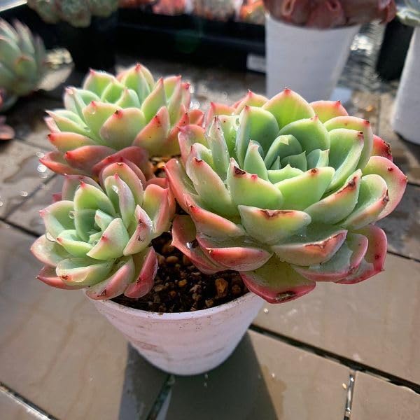 Amazon.co.jp: 農園直売 多肉植物 寄せ植え エケベリア属 メロン（3頭