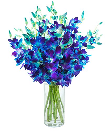 Image of KaBloom-20 Blue Orchid Bouquet,Flowers for Valentine, Mother's Day