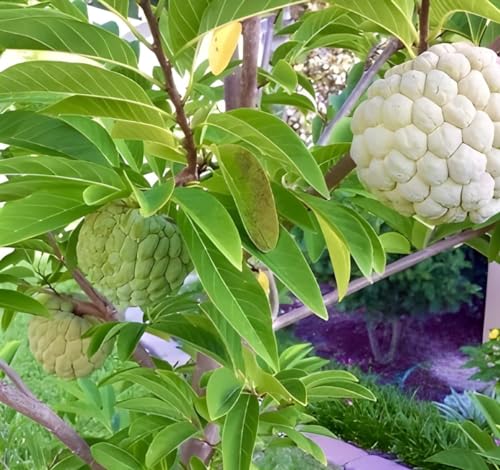 Generic Super Red Ganesh Hybrid Custard Apple Live Plant (Pack of 2) - Image 6