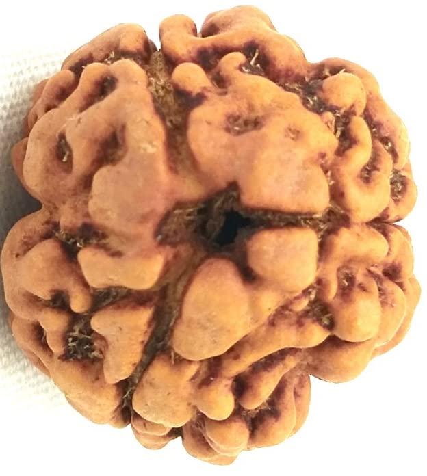 Astro Cart 3 Mukhi Rudraksha Nepali Pure Brown Beads तीन मुखी रुद्राक्ष with Blessings of Lord Shiva Three Face Rudraksha with Red Dori Original Certified By Lab for Mala Locket 3 मुखी रुद्राक्ष Pure Teen Mukhi Rudraksha Genuine 3 Face Rudraksha Blessed Shiva 1