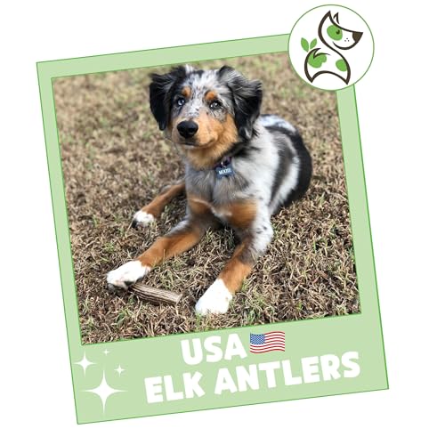 Nature-Gnaws-USA-Elk-Antlers-for-Dogs-5-8-3-Count-Mix-of-Split-and-Whole-Pieces-Long-Lasting-for-Aggressive-Chewers-Natural-Dog-Chew-Bones