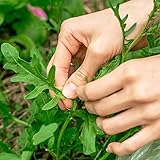 Semillas Rucula Selvatica -Rucola Cultivata/Rúcula Silvestre - Verduras Frescas, Semillas Huerto, Ideal Para Cultivo En Macetas Y Jardinería Hogareña - 200 Piezas