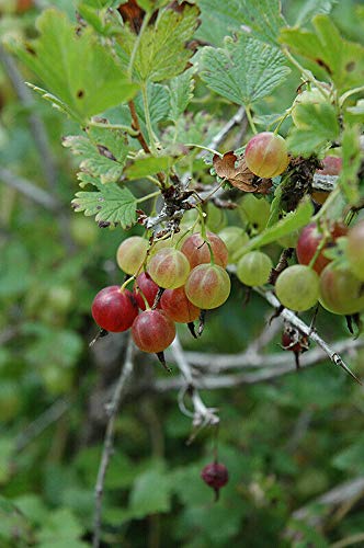 Little Nest Live Plant - PIXWELL Gooseberry Plant- Ships Fully Rooted in Soil