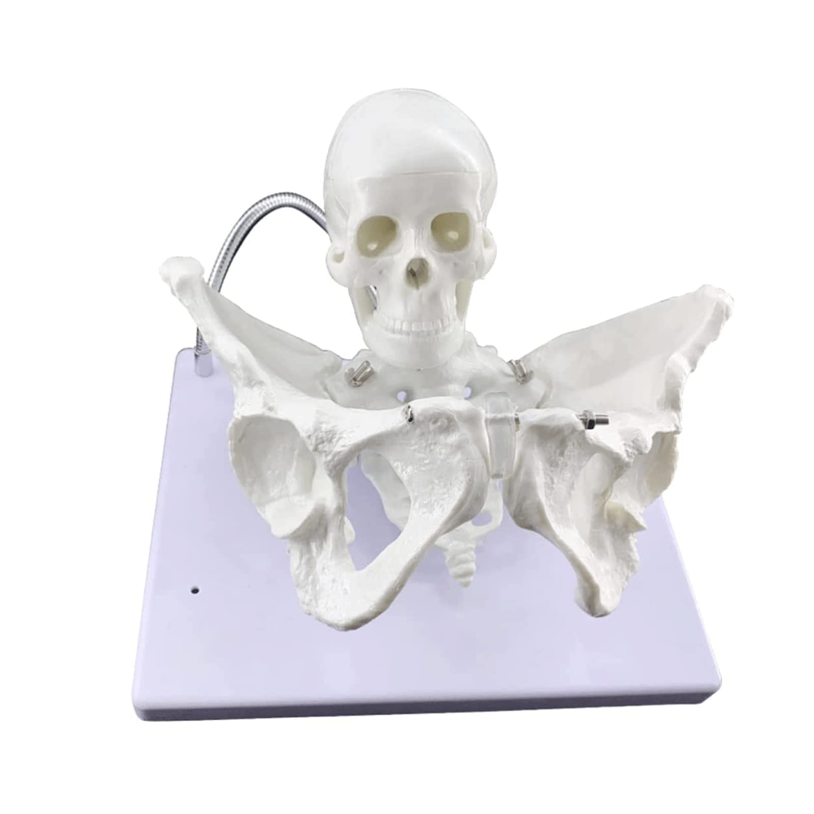 GTHTUHFD Skeleton Model Anatomy Model Female Midwifery Organs Model Teaching Pelvis Model Human Model W/Kids Skull Medical?Model Human Anatomy Model .99,size_name-1 Pack