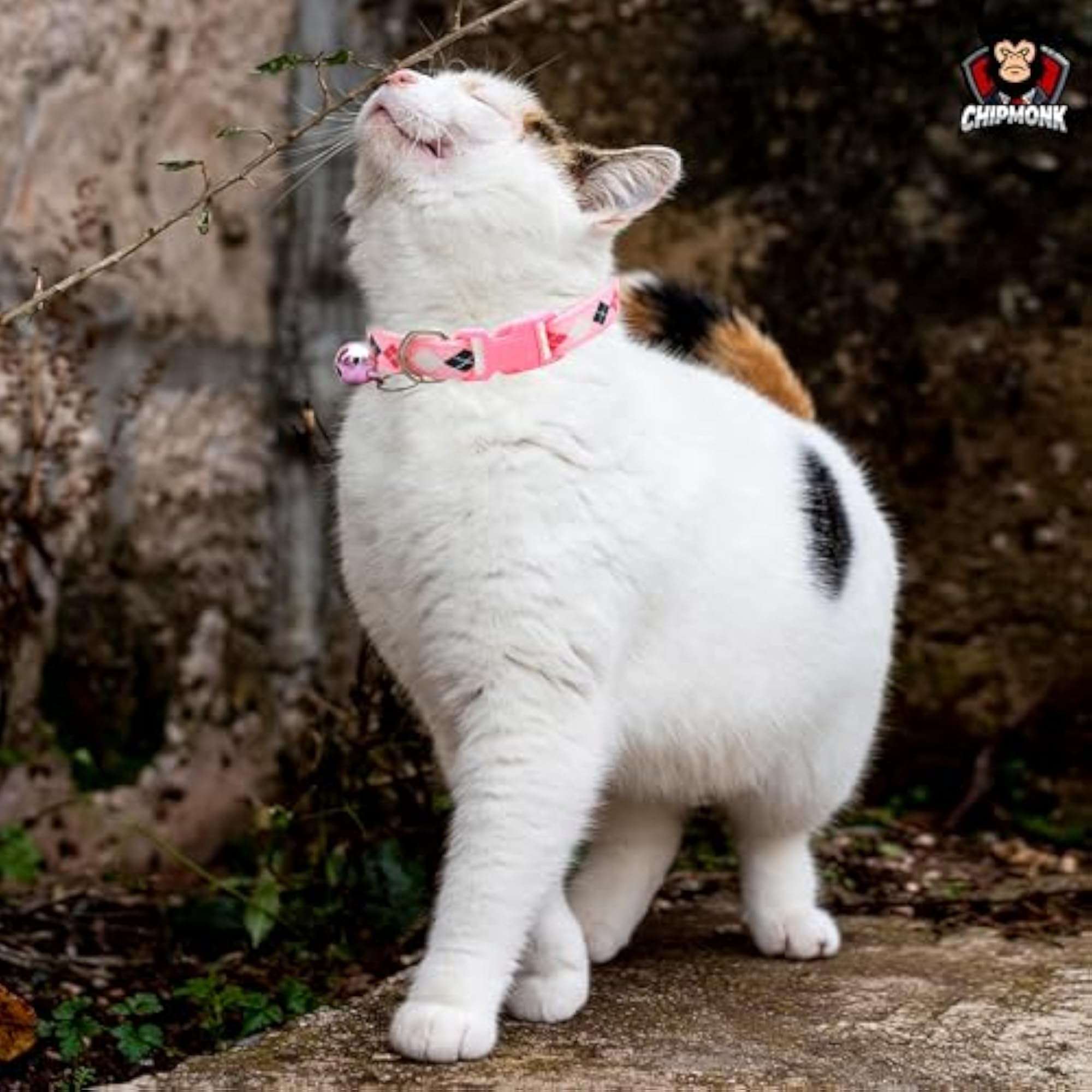Adjustable Cat & Puppy Collar with Bell, Cute Neckband