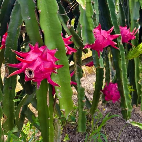 Semillas de dragón Pitaya, regalos sostenibles Semillas de Hylocereus undatus, regalos de para los amantes del jardín resistentes 300pcs