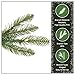 National Tree Company 7.5 ft Pre-Lit Dunhill Fir Artificial Christmas Tree, 700 LED Lights, 2,514 Tips, Foot Pedal, 10 Light Functions, Includes Stand, Green