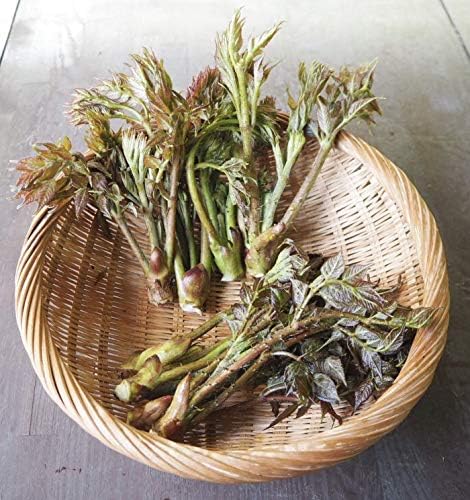 Amazon 大きなタラの芽 規格外品 たらの芽 500g 天然山菜 飛騨高山産 さるぼぼ山菜便 飛騨高山 たらの芽 通販 Amazon 大きなタラの芽 規格外品 たらの芽 500g 天然山菜 飛騨高山産 さるぼぼ山菜便 飛騨高山 たらの芽 通販