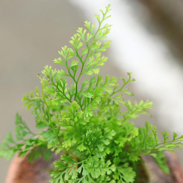 Amazon | 苔玉：シノブ（受け皿付）* 盆栽 しのぶbonsai | 盆栽