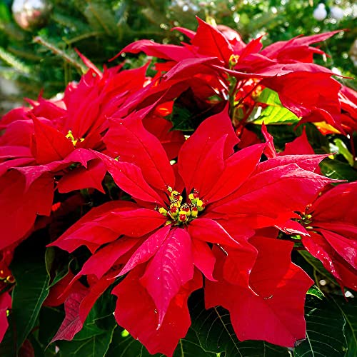 Poinsettia Seeds Christmas Star Perennial Drought Tolerant Landscape Hedges Screens Patio Container Indoor Outdoor 100Pcs Shrub Seeds by YEGAOL GARDEN Poinsettia Seeds Christmas Star Perennial Drought Tolerant Landscape Hedges Screens Patio Container Indoor Outdoor 100Pcs Shrub Seeds by YEGAOL GARDEN