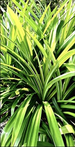 Image of MOM'STORE Rambha Pandan Basmathi Biryani Leaves Dehydrated 10g | Aromatic Natural Dried Pandanus Herb, For Biryani, Pulavo, Curries, Desserts and Beverages, Authentic Flavour from Own Farm
