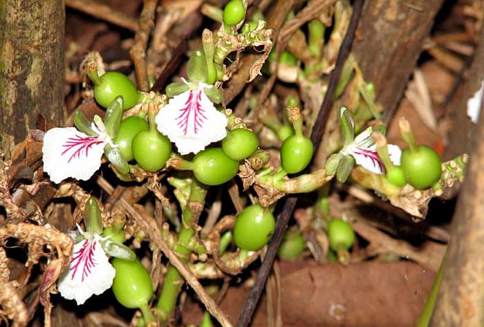 Image of Hybrid All Spice Plant /Pimenta dioica, All Spice Pimenta Dioica spice scented leaf Kitchen Spice Live Plants & Tree (1-1.5 Ft Size) (Green Elaichi /Cardamom 'Choti Elaichi inch Plant)