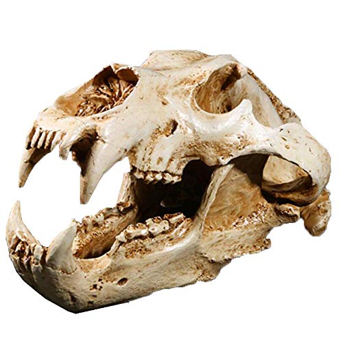 How are polar bears adapted to their environment How are polar bears adapted to their environment