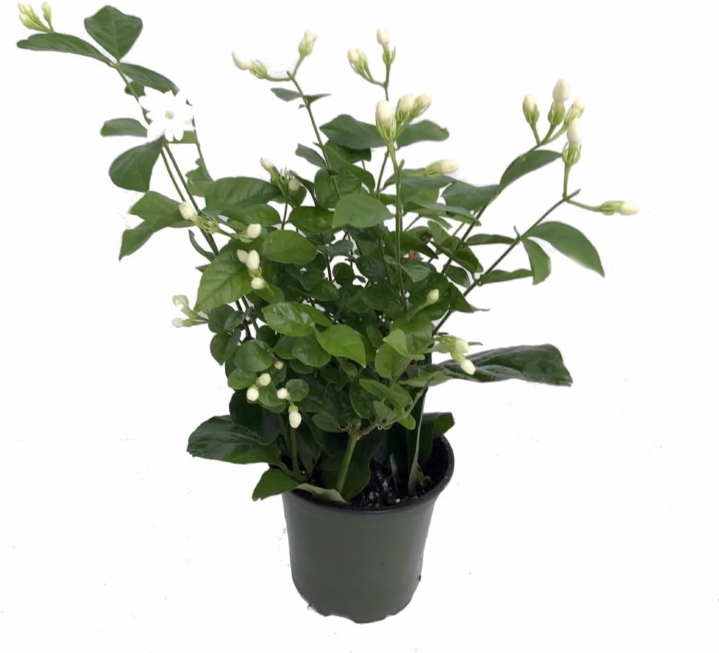 Hirt's Arabian Tea Jasmine Plant - Maid of Orleans - 4" pot - Live Plant