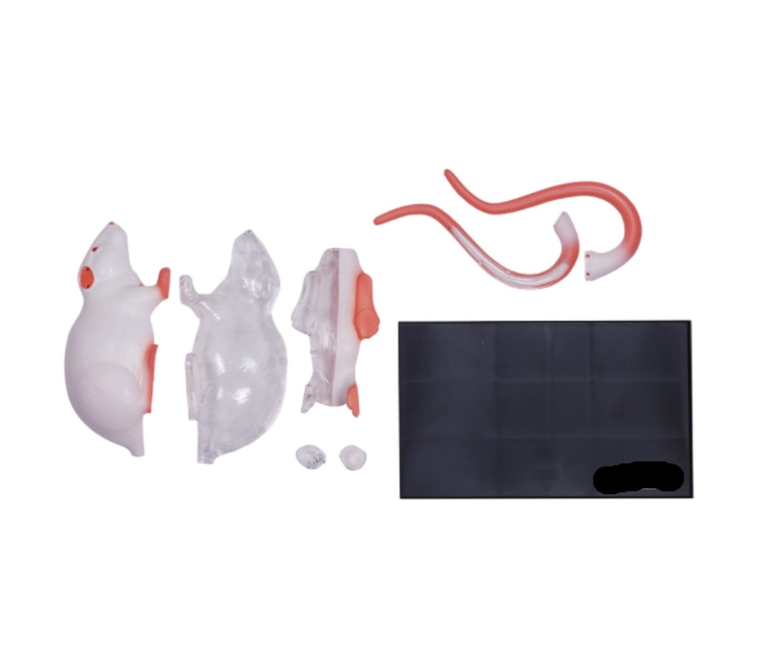 Cours de Médecine Modèle Anatomique De Souris 4d 29, Organe Et Partie du Corps Détachables, Idéal pour L'éducation Et La Médecine Enseignement Scolaire(White)