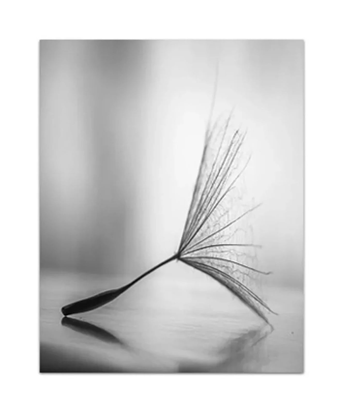 Impression sur toile pissenlit noir et blanc pour sublimer un salon vide