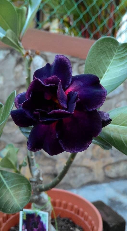 ADENIUM FLOWER PLANT 6 (B0CL27ZDRM) Amazon Price History, Amazon Price Tracker
